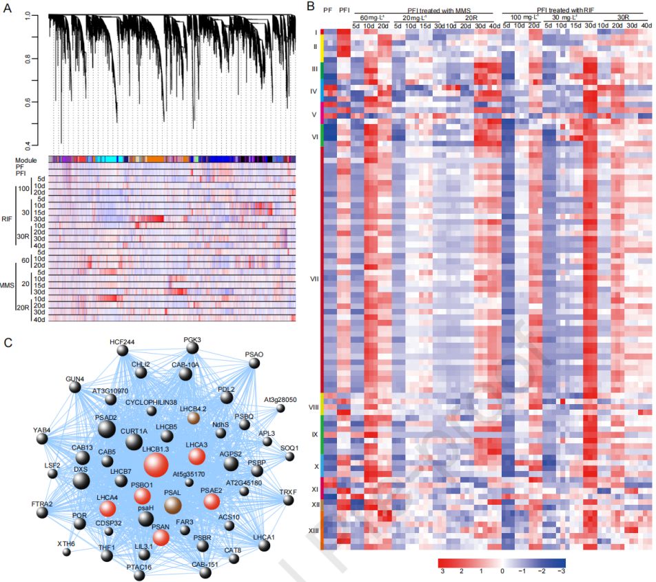 圖4 ?PaWB病相關的基因共表達網絡分析 圖4 ?PaWB病相關的基因共表達網絡分析