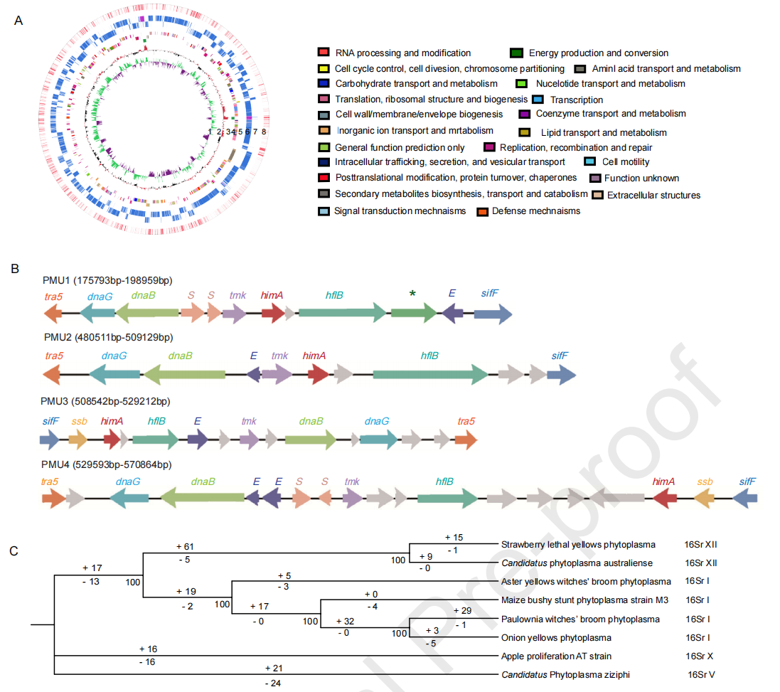 圖5 PaWB植原體基因組特征 圖5 PaWB植原體基因組特征