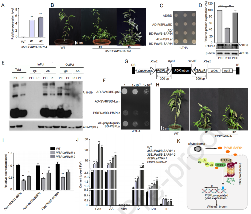 圖6 泡桐叢枝植原體效應因子PaWB-SAP54與PfSPLa互作誘導白花泡桐叢枝癥狀形成 圖6 泡桐叢枝植原體效應因子PaWB-SAP54與PfSPLa互作誘導白花泡桐叢枝癥狀形成
