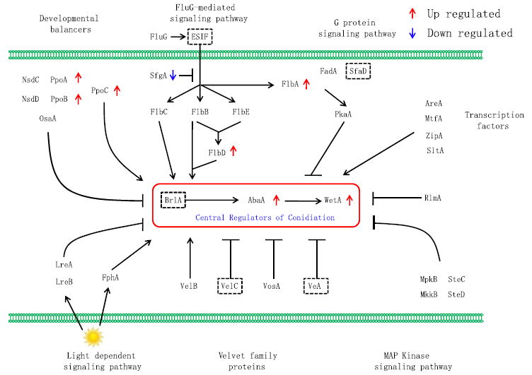 同源基因在分生孢子形成調控綜合模型中的表達