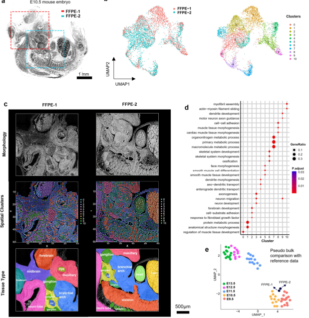 FFPE空間轉(zhuǎn)錄組解析小鼠胚胎時(shí)空圖譜[3]