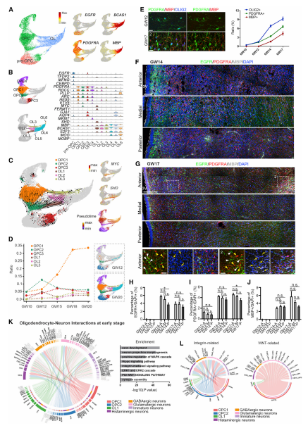 OL成熟過程中的轉(zhuǎn)錄動力學(xué)