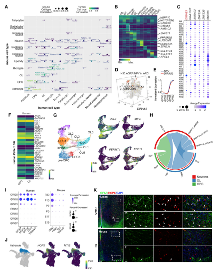 人和小鼠下丘腦細胞的分子差異