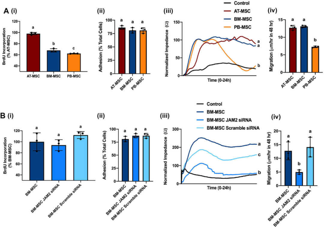 圖3敲除骨髓間充質基質細胞（MSCs）的連接粘附分子2（JAM2）可改變細胞的運動性