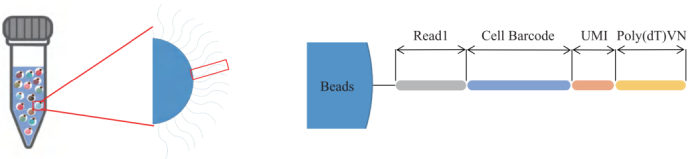 圖3：引物結構示意圖。