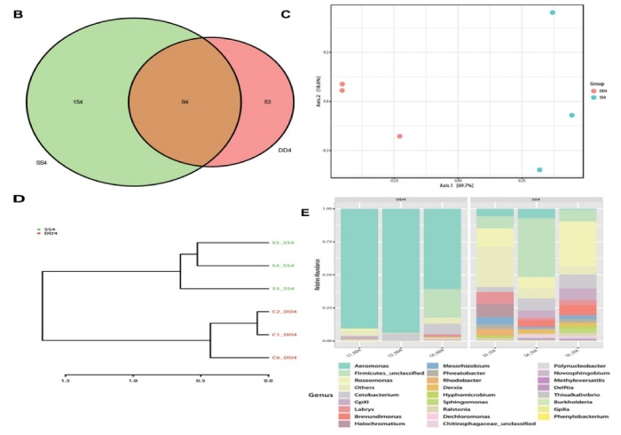 圖 2 黃河鯉新品種與對照組的細(xì)菌組成分析
