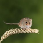 Nature Communications | 全長轉錄組助力重慶醫科大學成功解析可變剪切新機制