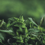 SLAF-seq技術助力科學家團隊構建油茶DNA指紋圖譜