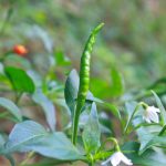 項目文章 | 突破性成果！辣椒基因組調控元件圖譜被系統繪制