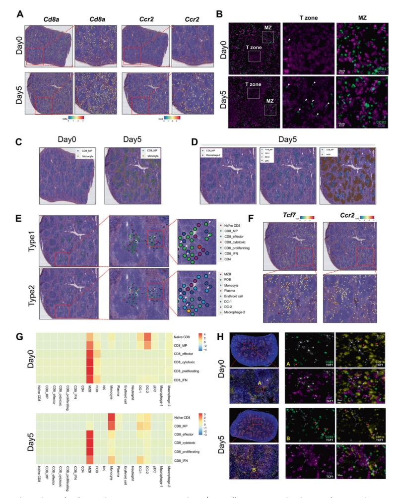研究結(jié)果四：?jiǎn)魏思?xì)胞和CD8+ MP細(xì)胞的抗原依賴(lài)性共定位